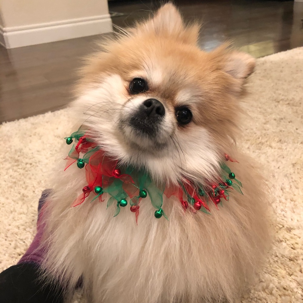 Meet your Posher, Tamara